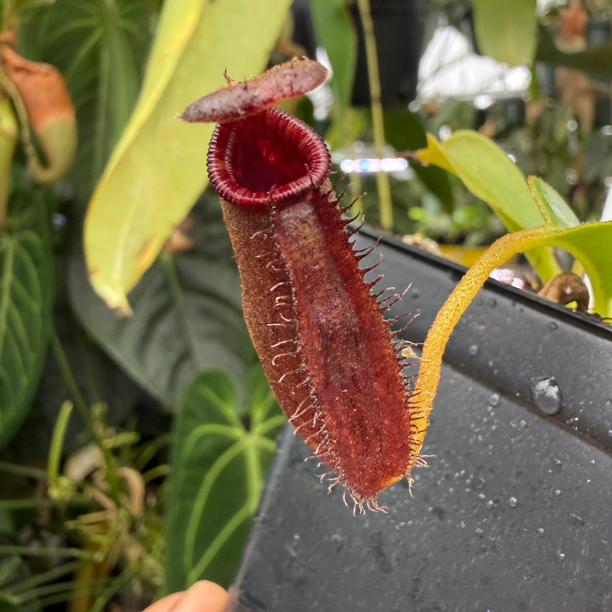 A close-up of a carnivorous pitcher plant with a deep burgundy-red tubular trap and sticky, fuzzy edges, growing among green leaves and hanging from a black container.