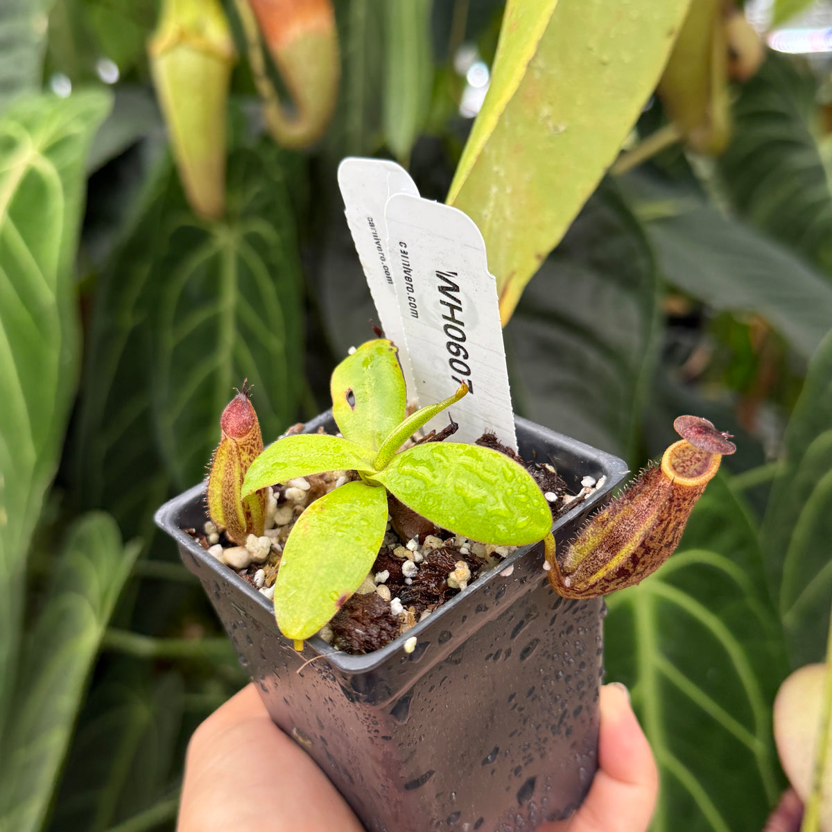 A hand holds a small potted carnivorous pitcher plant with bright green leaves and reddish-brown traps, in a black plastic pot with a white identification tag, against a background of lush green tropical foliage.