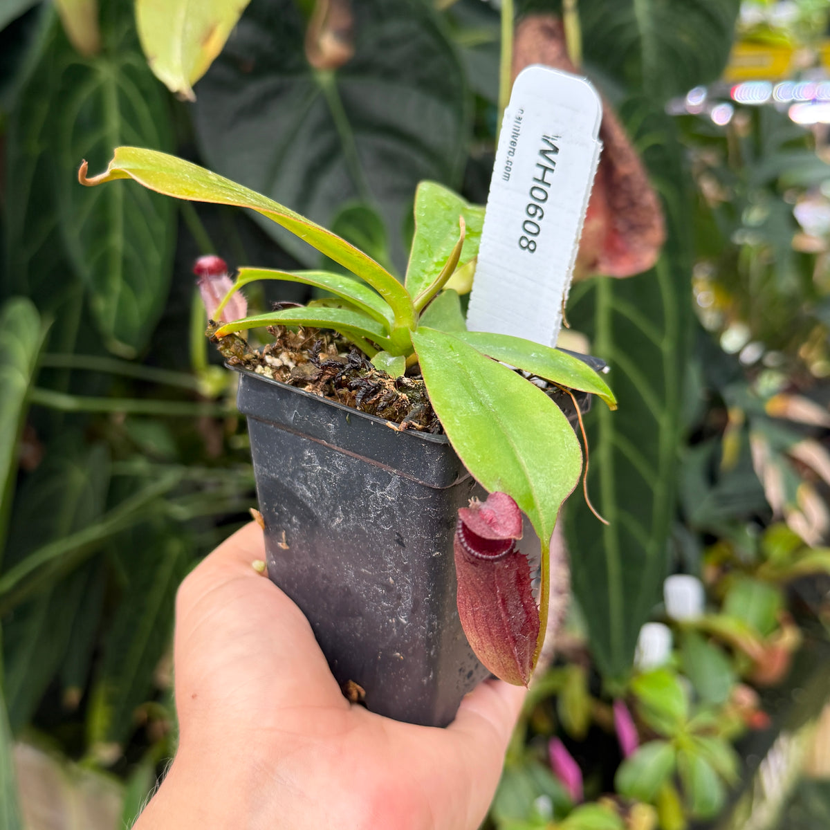 A hand holding a small potted pitcher plant with green leaves and a dark burgundy pitcher, in a black plastic nursery pot with a white plant tag, set against a background of lush green tropical foliage.