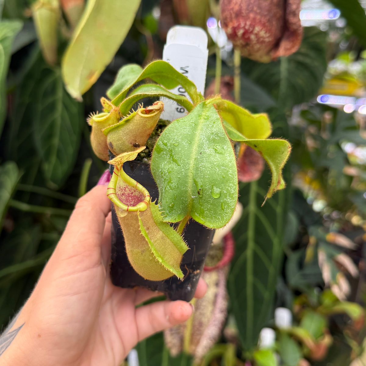 A hand holding a small potted Nepenthes pitcher plant with green leaves and yellow-green traps, photographed in a lush greenhouse or orchid nursery with other plants blurred in the background.