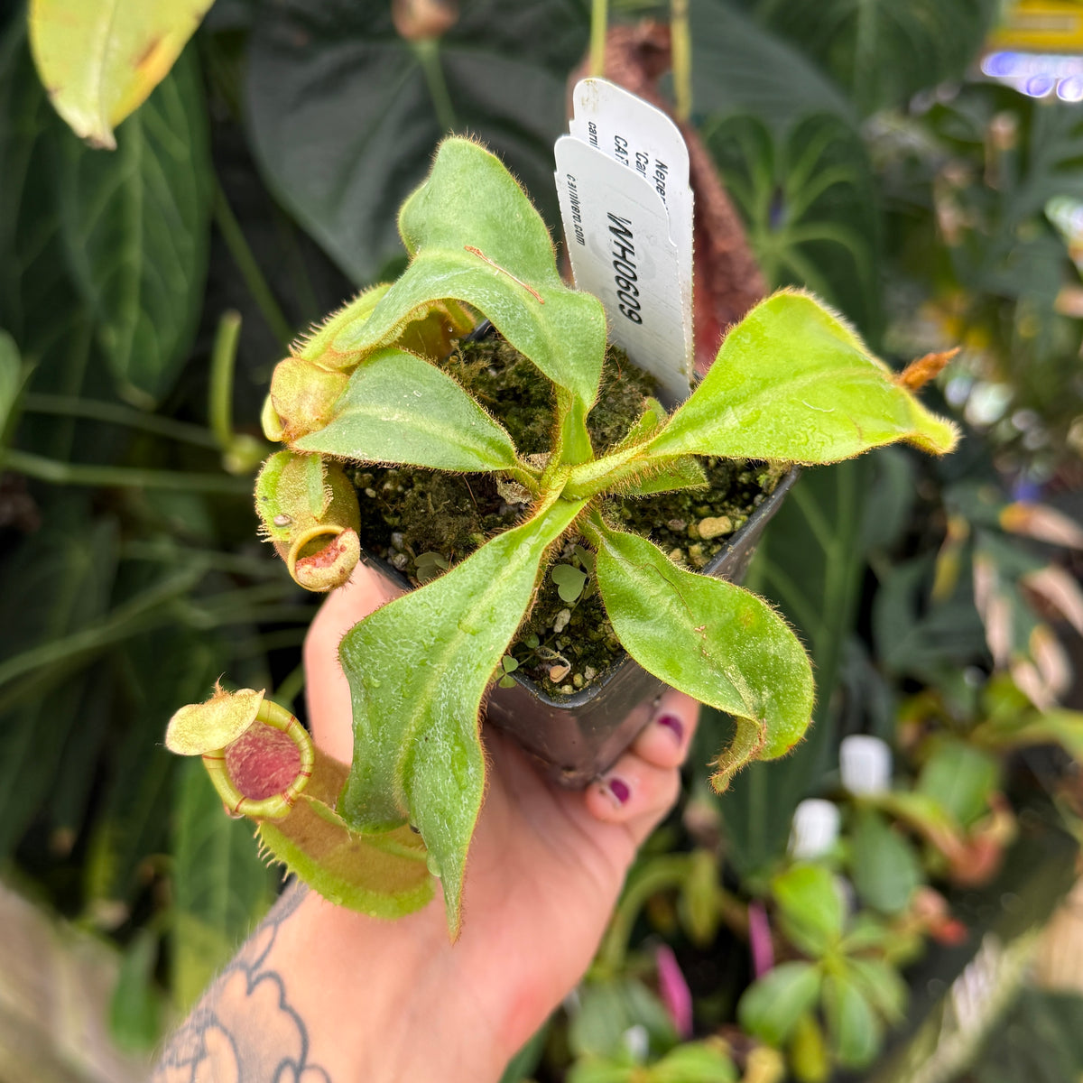 A hand holding a small potted Nepenthes pitcher plant in a dark plastic pot, with green leaves, reddish-pink traps, and a white plant tag visible against a blurred background of other tropical plants.