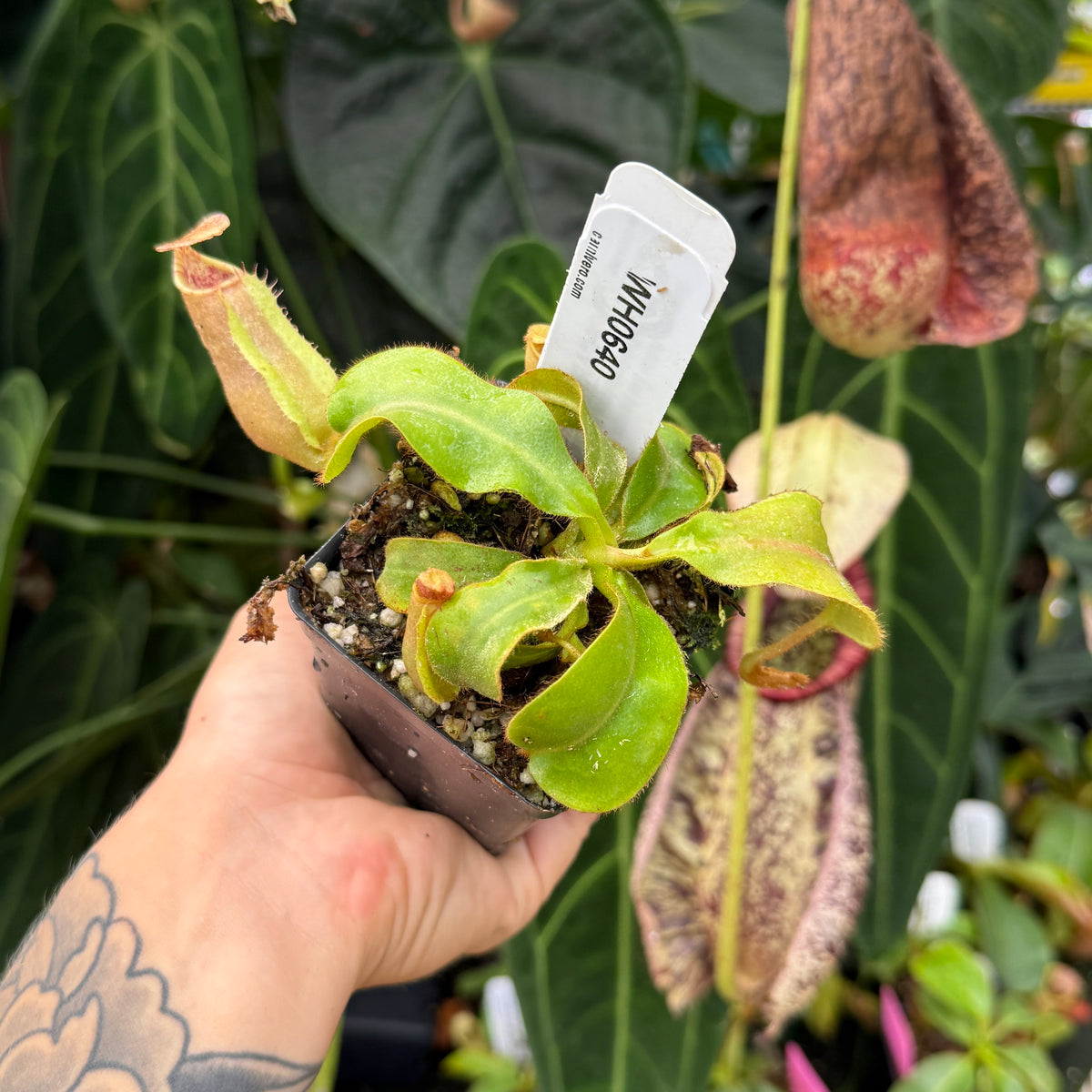 A hand with a tattoo holds a small potted carnivorous pitcher plant. The plant has green leaves and reddish-brown pitchers, with a white plastic tag labeled 'WHICHED' inserted in the soil.
