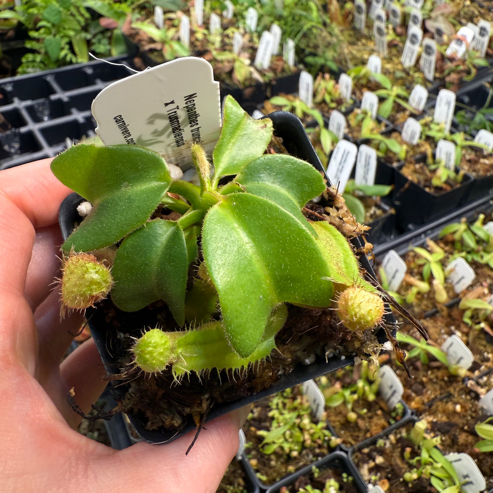 
                      
                        Nepenthes truncata (d) x trusmadiensis, CAR-0692
                      
                    