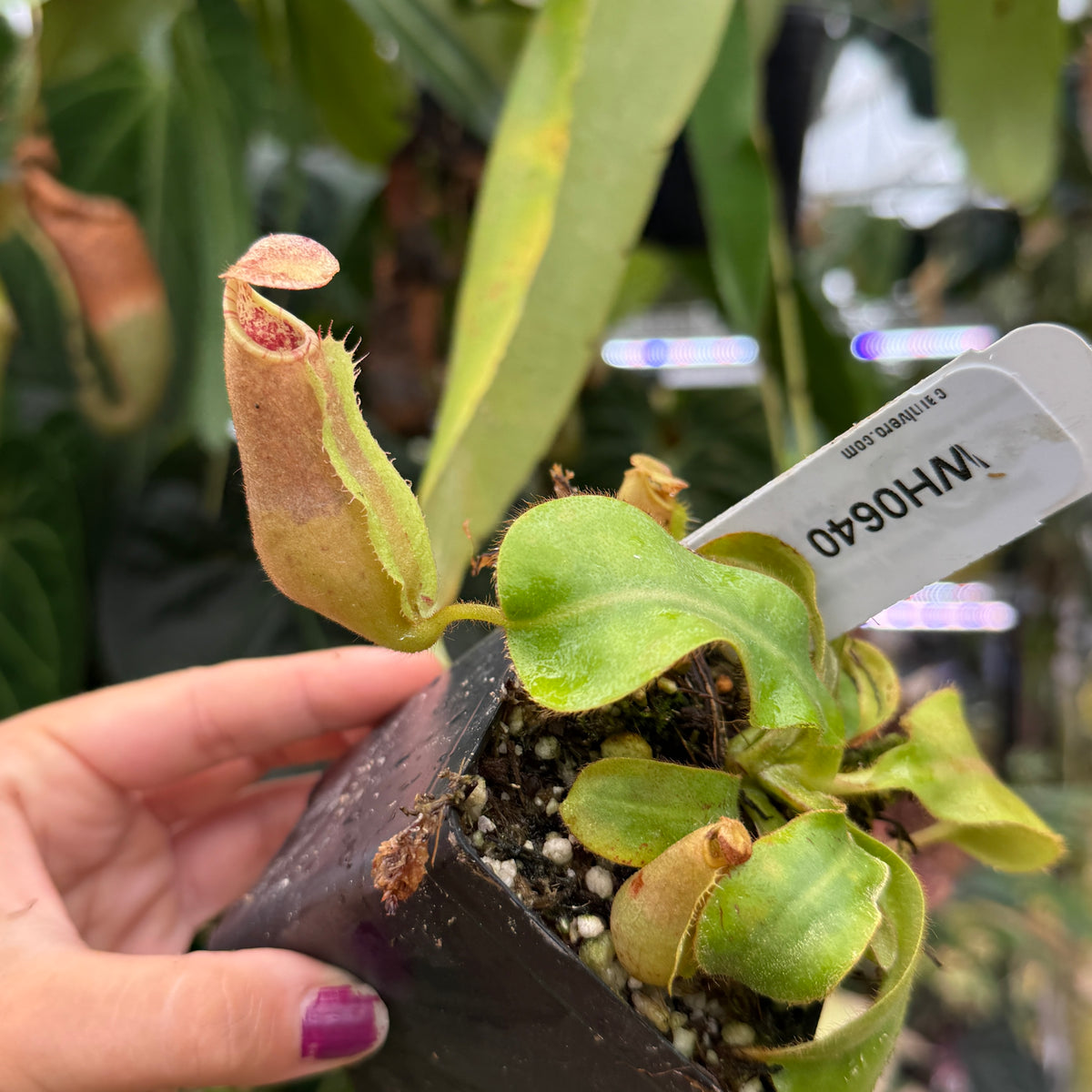A hand holding a small potted pitcher plant with green leaves and a pale pink trap, in a black nursery pot with a white plant tag, against a background of other green houseplants.