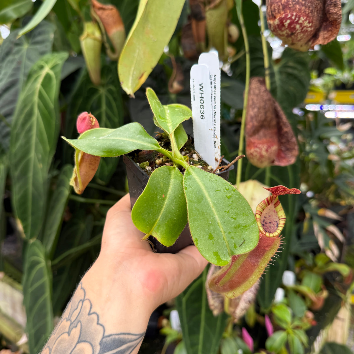 A hand with a floral tattoo holds a small potted Nepenthes pitcher plant in a black nursery pot. The plant features vibrant green leaves and reddish-pink pitchers, with a white plant tag labeled 'MOROSI' visible.