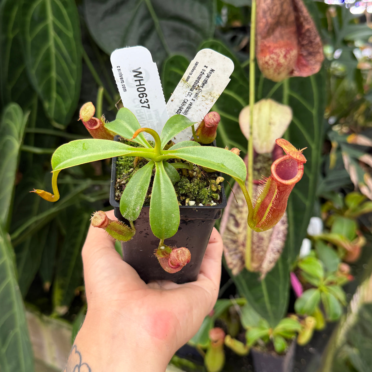 A hand holds a small potted carnivorous pitcher plant with green leaves and reddish-brown traps in a black nursery pot, with two white plant tags inserted. The background shows a lush greenhouse setting with other green foliage.