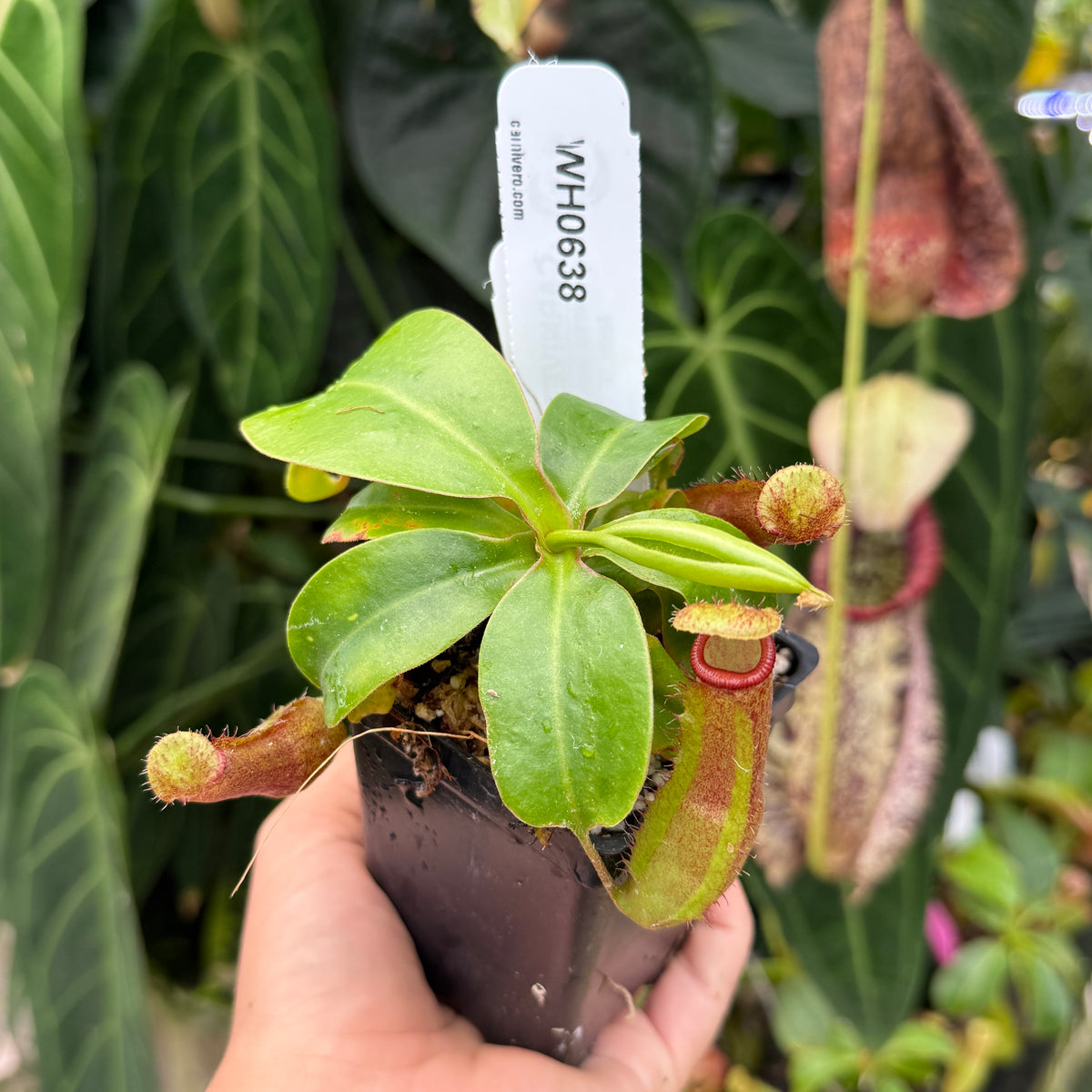 A hand holding a small potted Nepenthes plant with green leaves and reddish-purple pitcher traps, with a white tag labeled WH0638 visible and a blurred garden background.