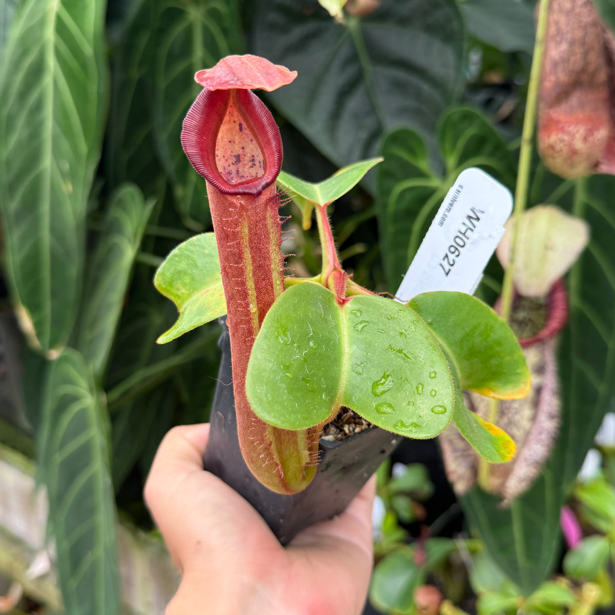 A hand holding a potted Nepenthes pitcher plant with a prominent reddish-brown pitcher and green leaves, set against a background of other green tropical foliage.
