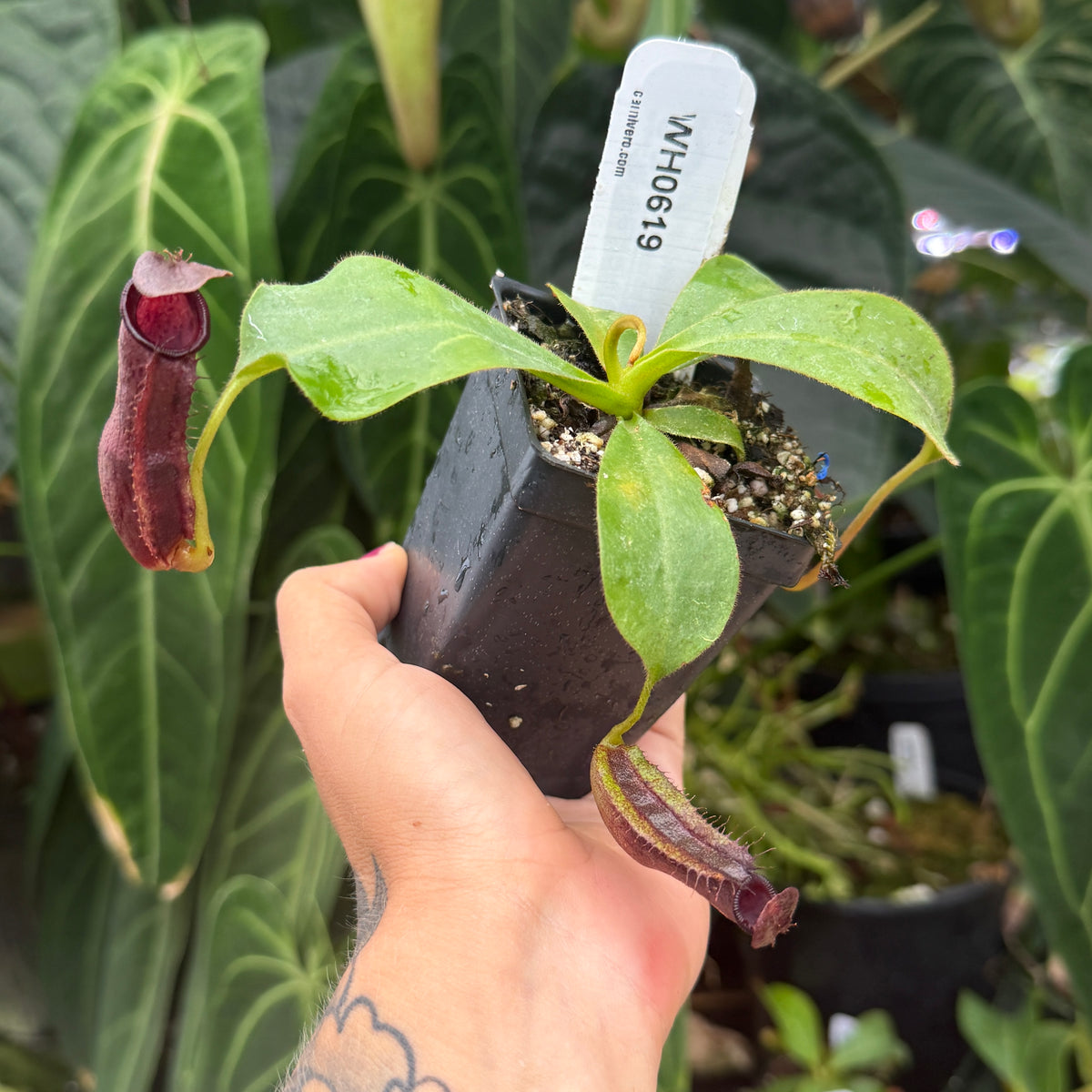A hand holding a small potted carnivorous plant with green leaves and reddish-purple pitcher traps, with a white plant tag inserted. Large green tropical leaves fill the background.