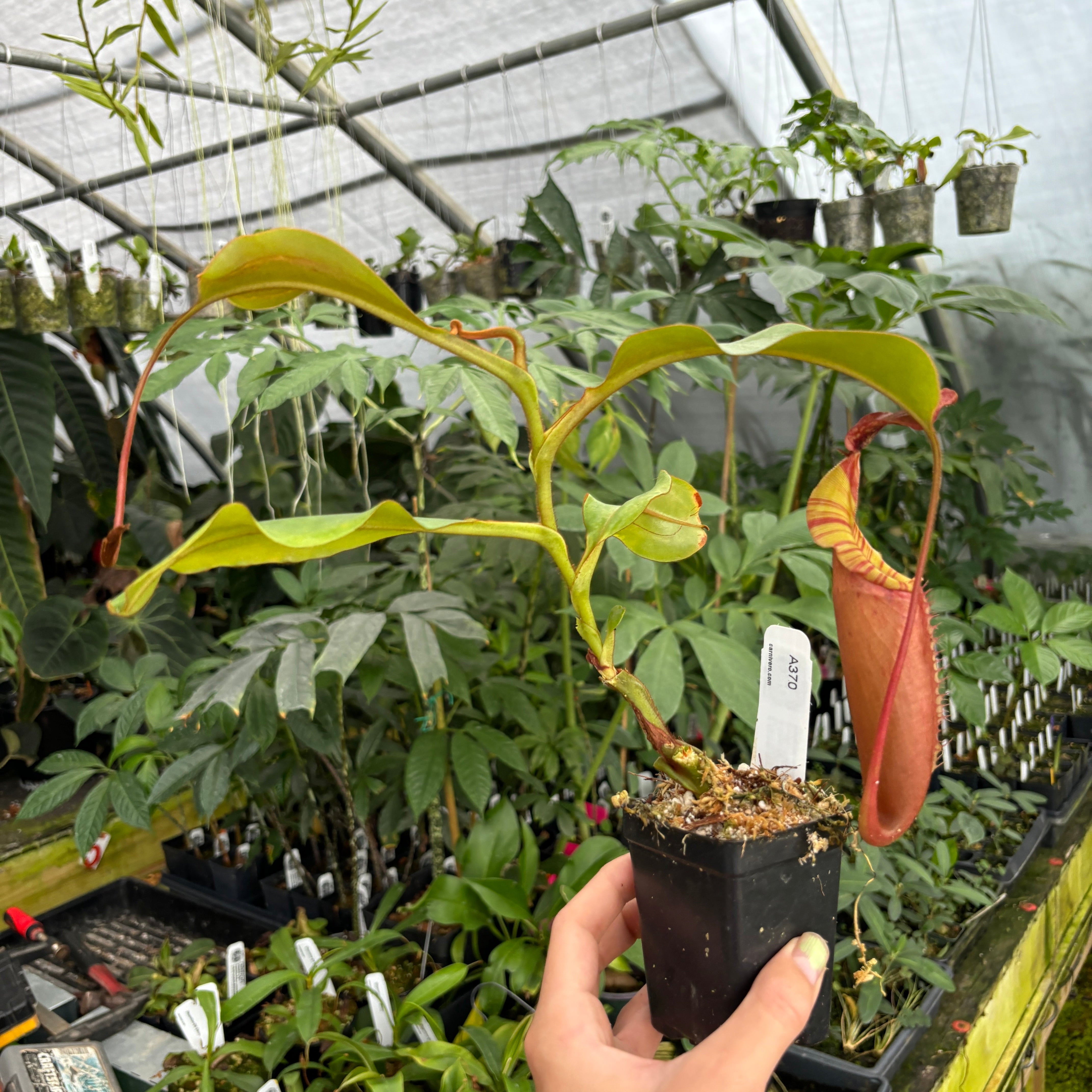 A370] Nepenthes Song of Melancholy x veitchii 