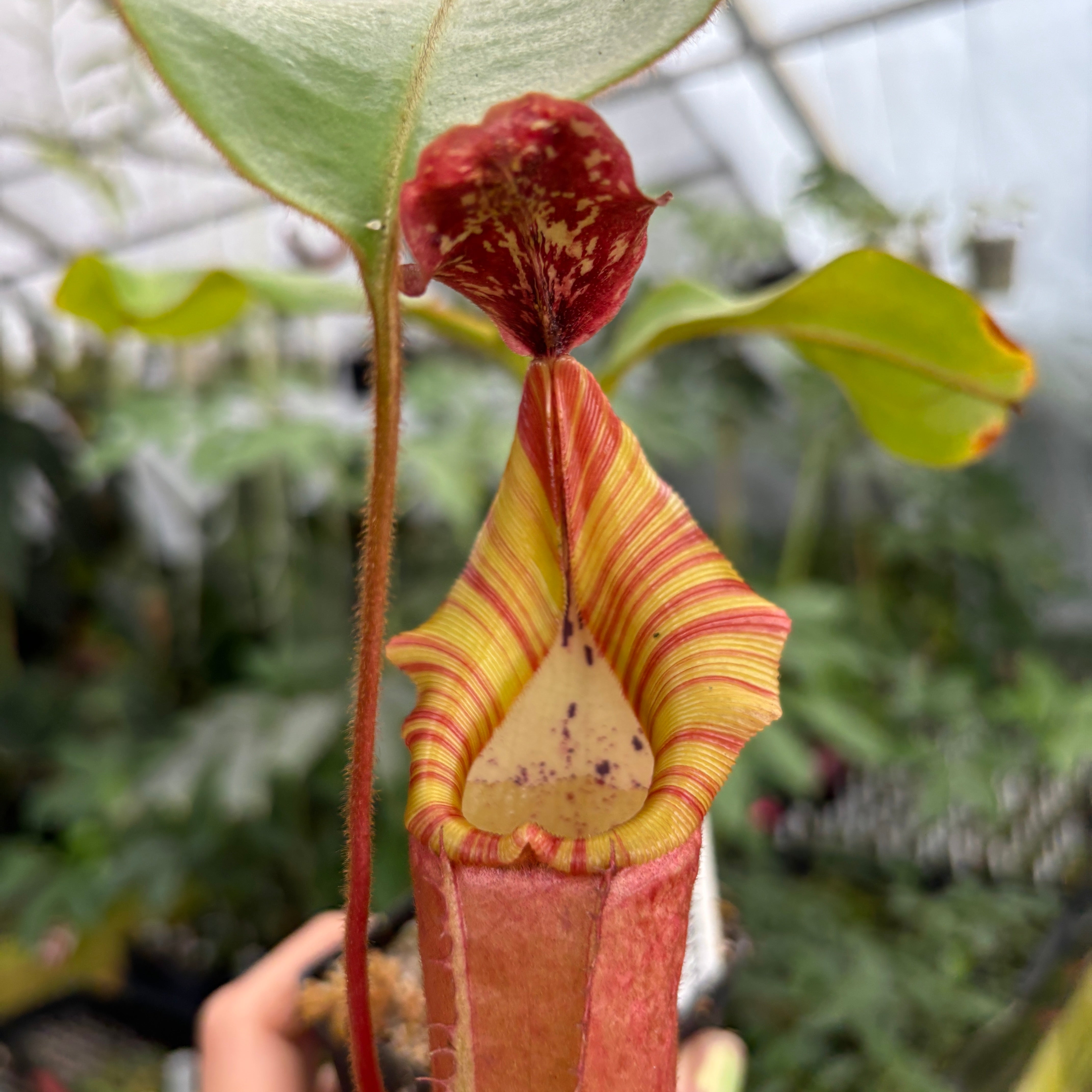 A370] Nepenthes Song of Melancholy x veitchii 