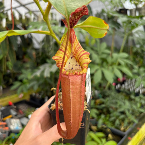 Pink Candy Cane Nepenthes Song of Melancholy x veitchii pitcher plant in a small pot held by hand, tall striped yellow and pink pitcher with a red hood.