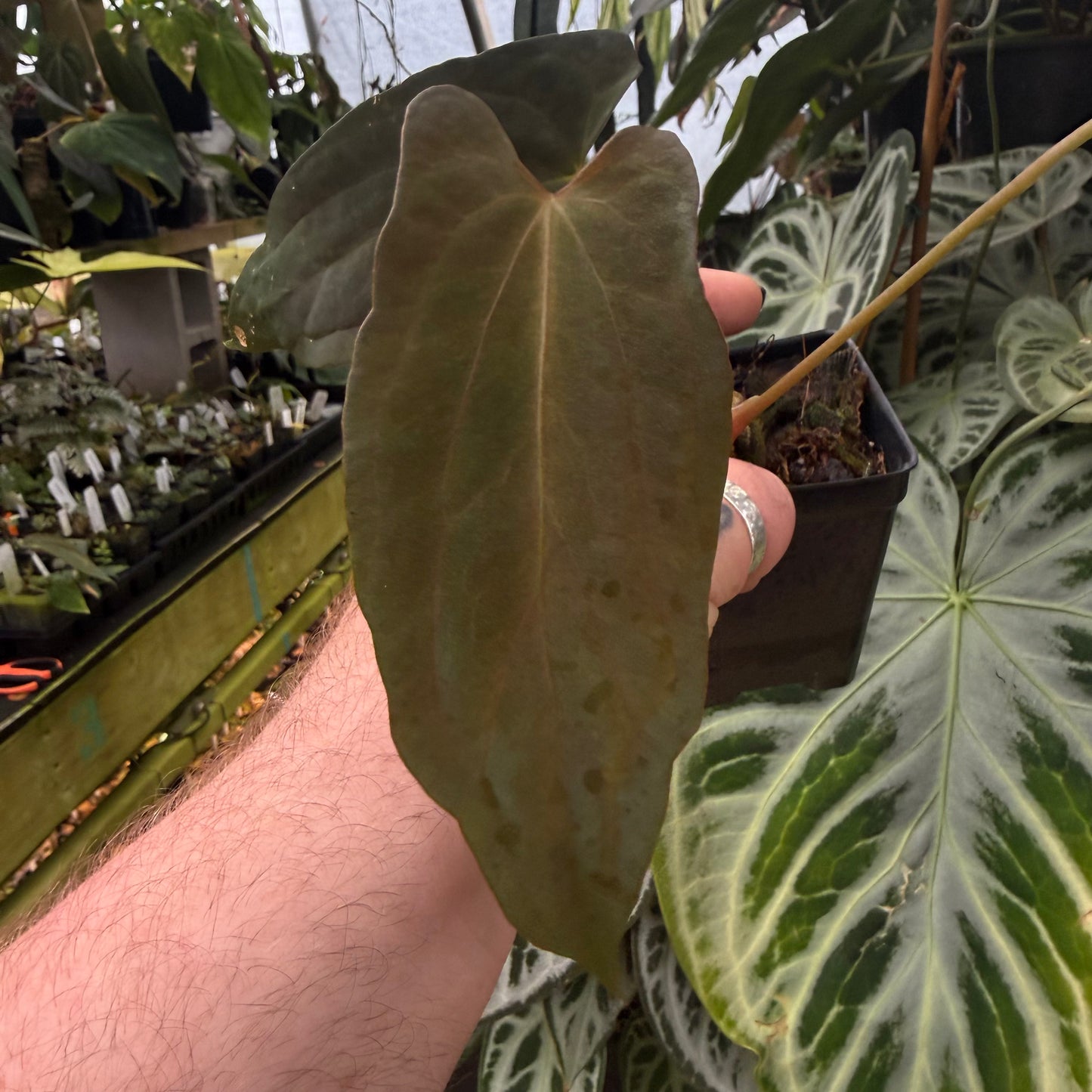 [MDR066] Anthurium papillilaminum "Fort Sherman" x "Ralph Lynam" (JV)