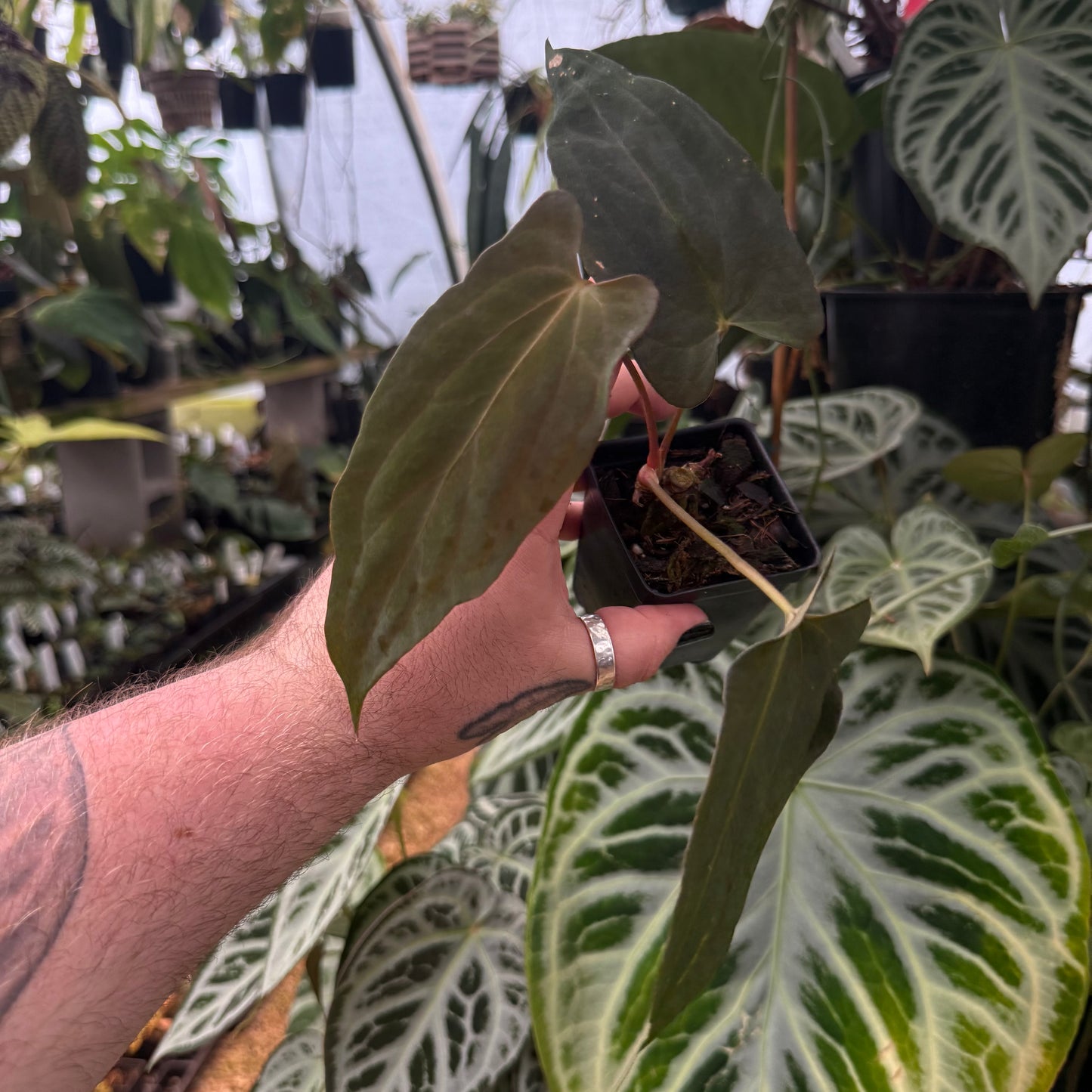 [MDR066] Anthurium papillilaminum "Fort Sherman" x "Ralph Lynam" (JV)