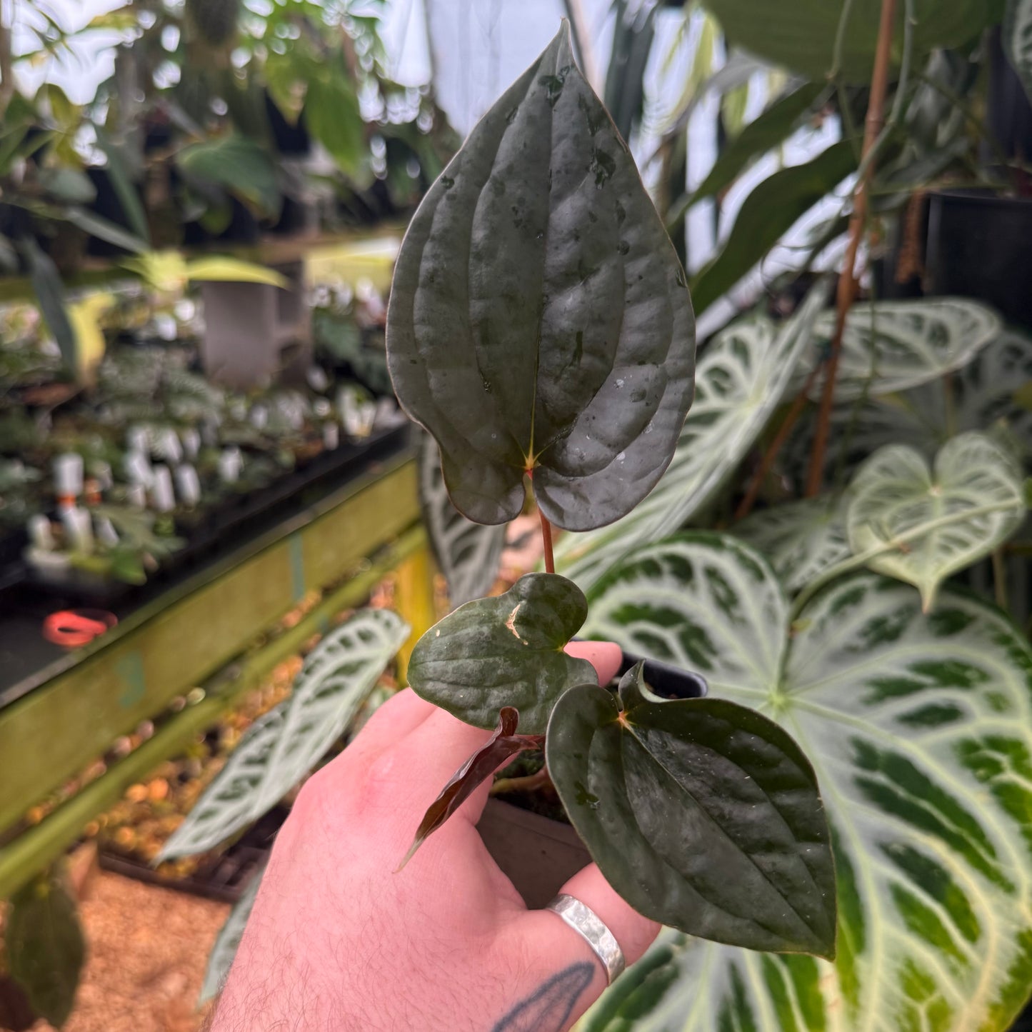 [MDR093] Anthurium 'Amy Donovan'