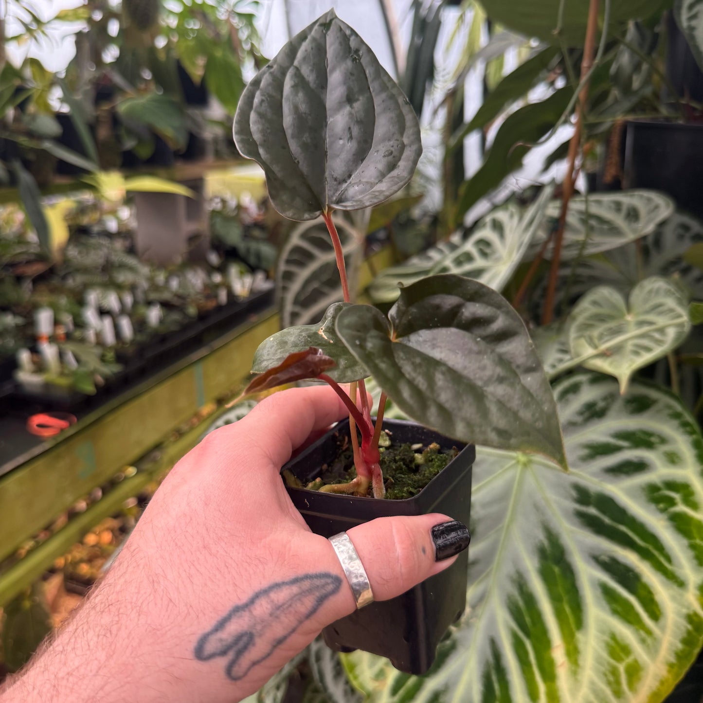 [MDR093] Anthurium 'Amy Donovan'