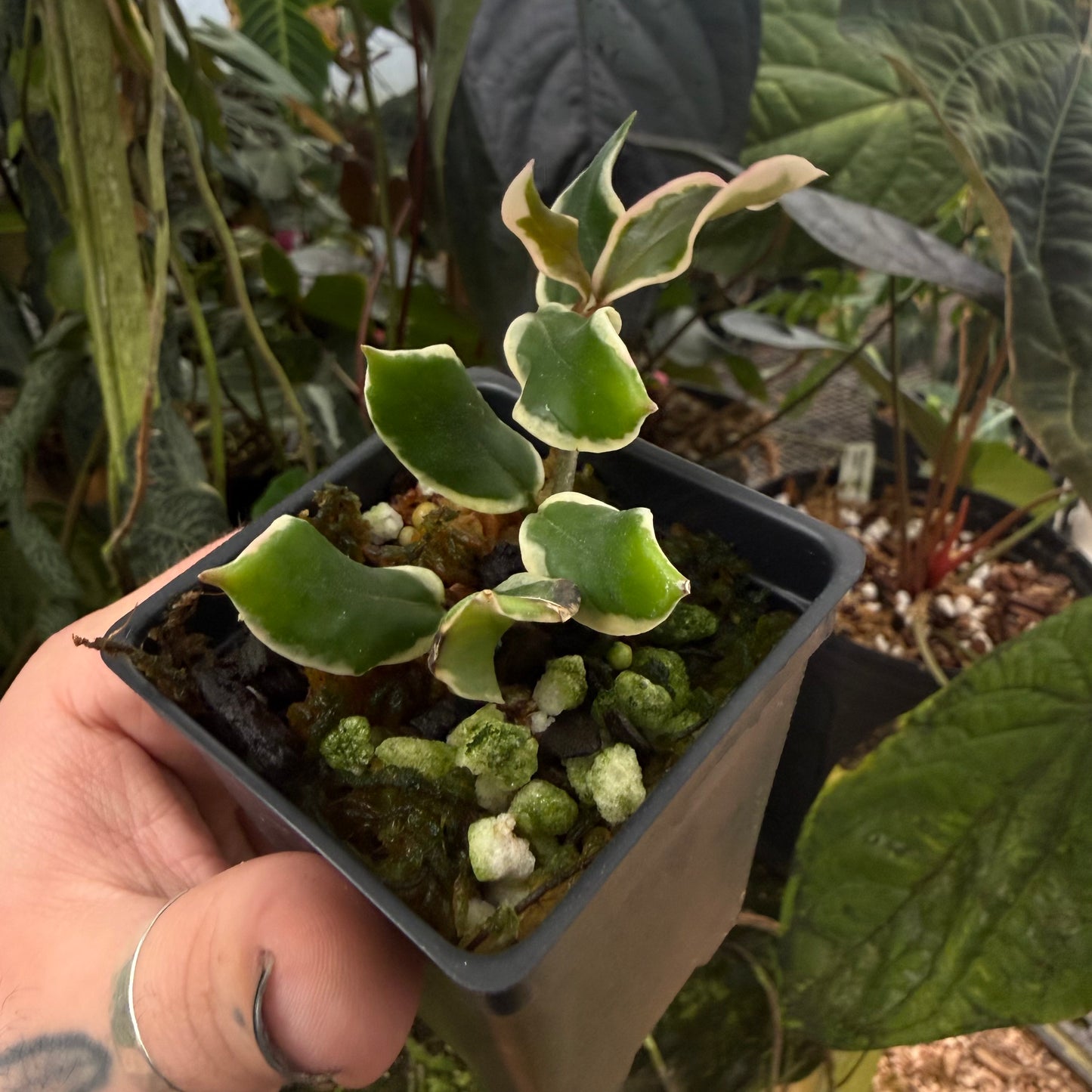 [MDR068] Hoya carnosa 'Holliana'
