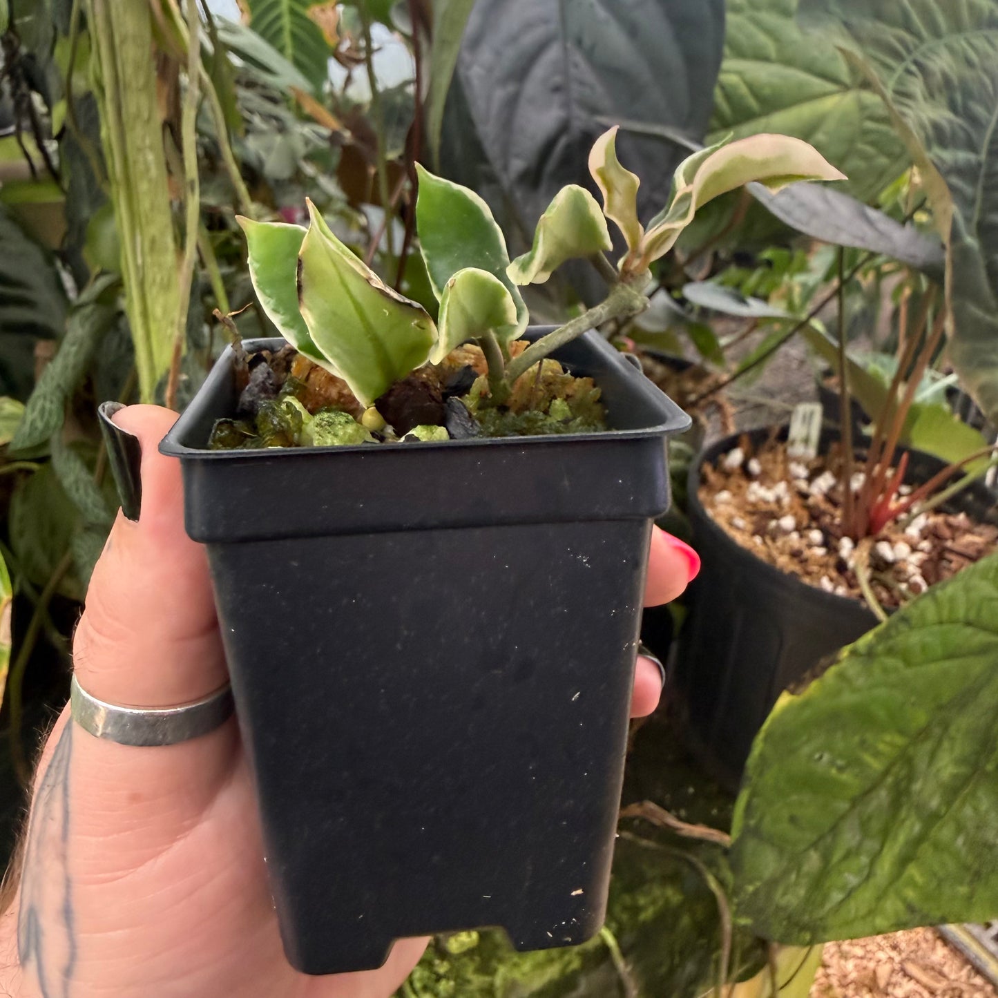 [MDR068] Hoya carnosa 'Holliana'