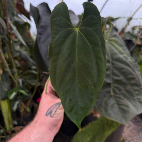 [MDR070] Anthurium papillilaminum 'Ree Gardens' CLONE