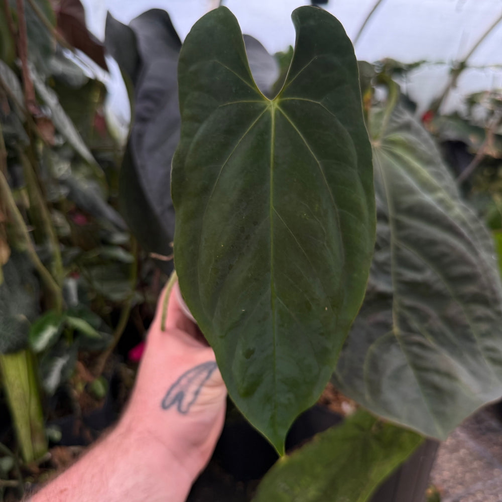 anthurium real estate lebanon Anthurium papillilaminum #2713