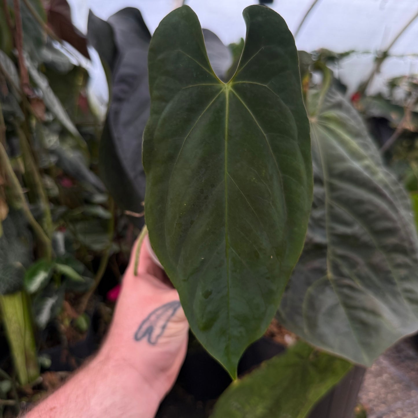 [MDR070] Anthurium papillilaminum 'Ree Gardens' CLONE