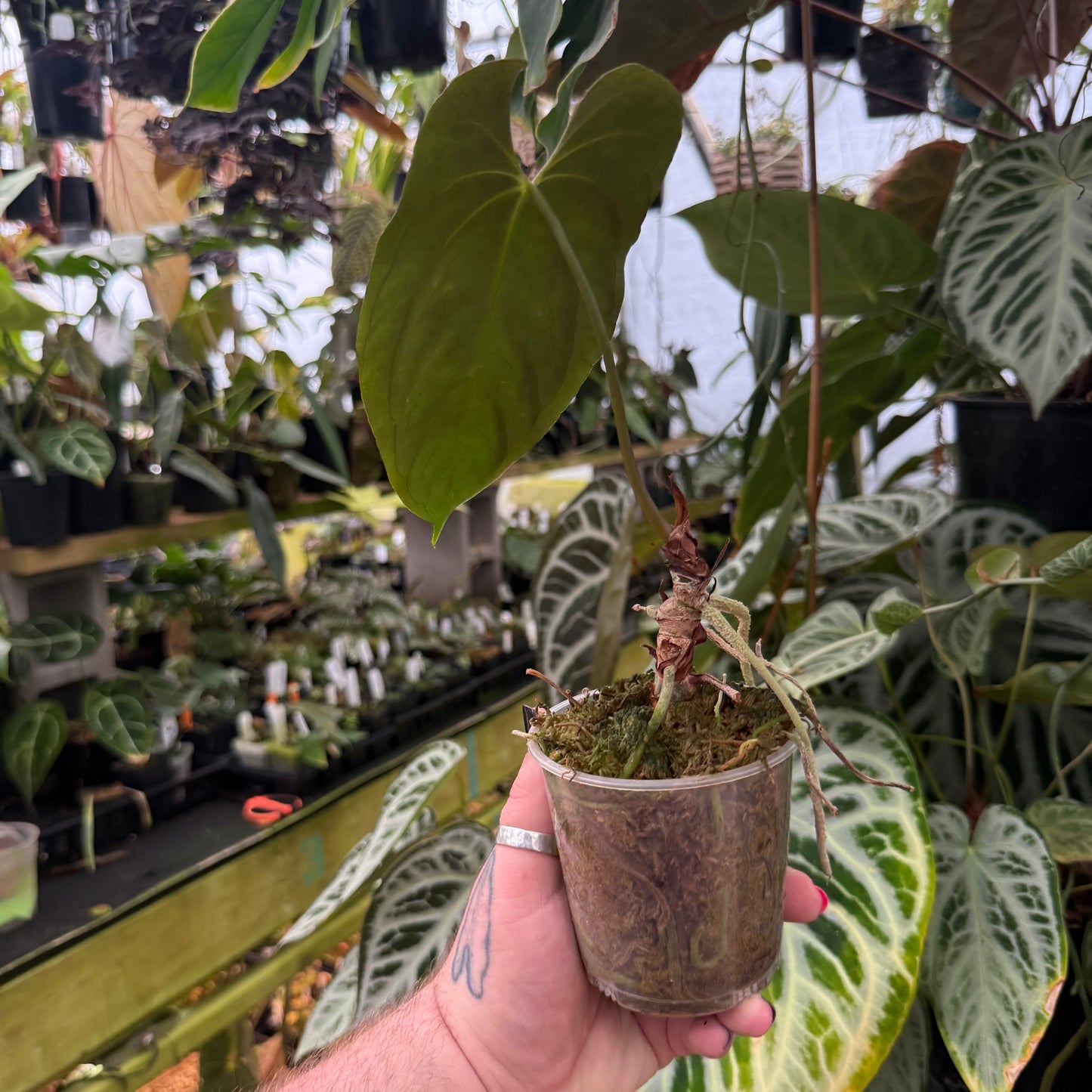 [MDR070] Anthurium papillilaminum 'Ree Gardens' CLONE