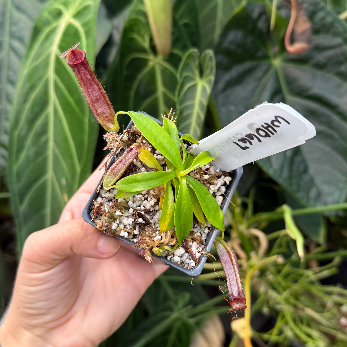 A hand holds a small potted carnivorous plant with green leaves and reddish-purple tentacles growing in a square pot filled with perlite and soil, with a white handwritten label. Large green tropical leaves fill the background.