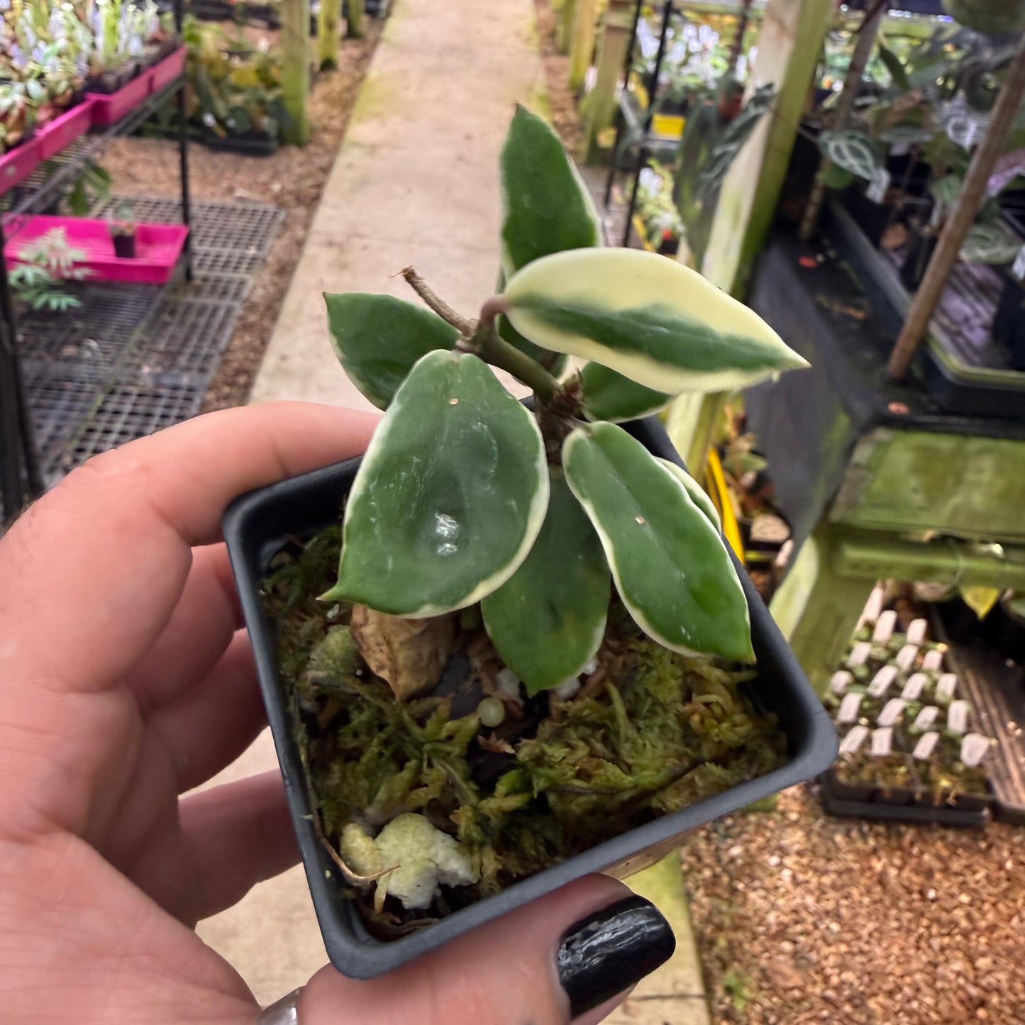 [MDR091] Hoya carnosa 'Holliana'