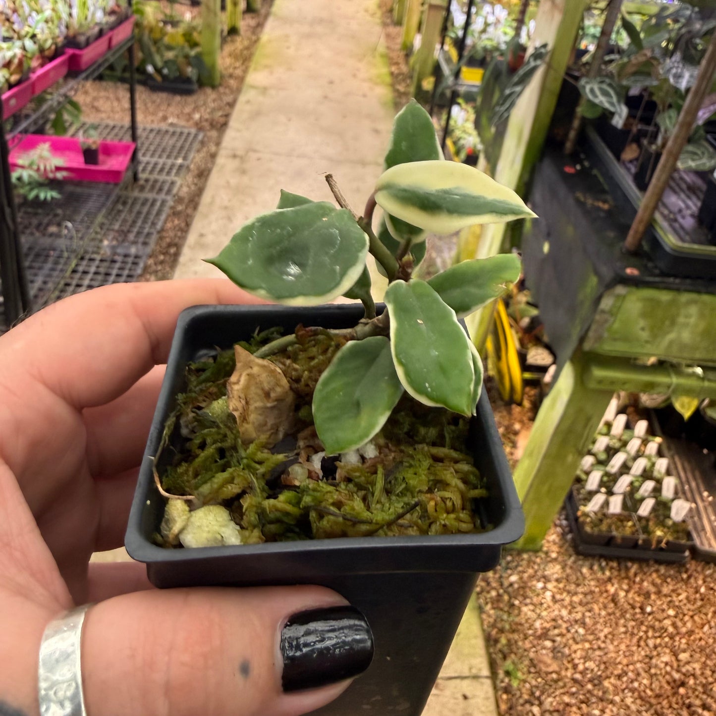 [MDR091] Hoya carnosa 'Holliana'