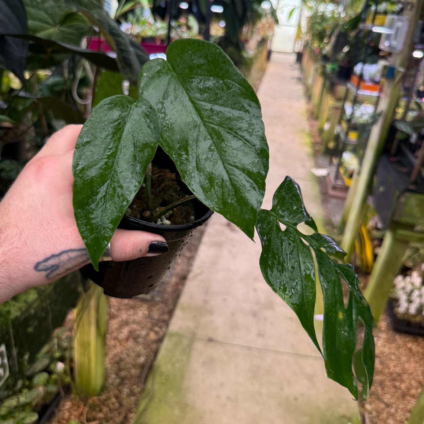 [MDR082] Monstera lamersiana