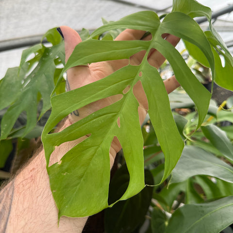 [MDR082] Monstera lamersiana