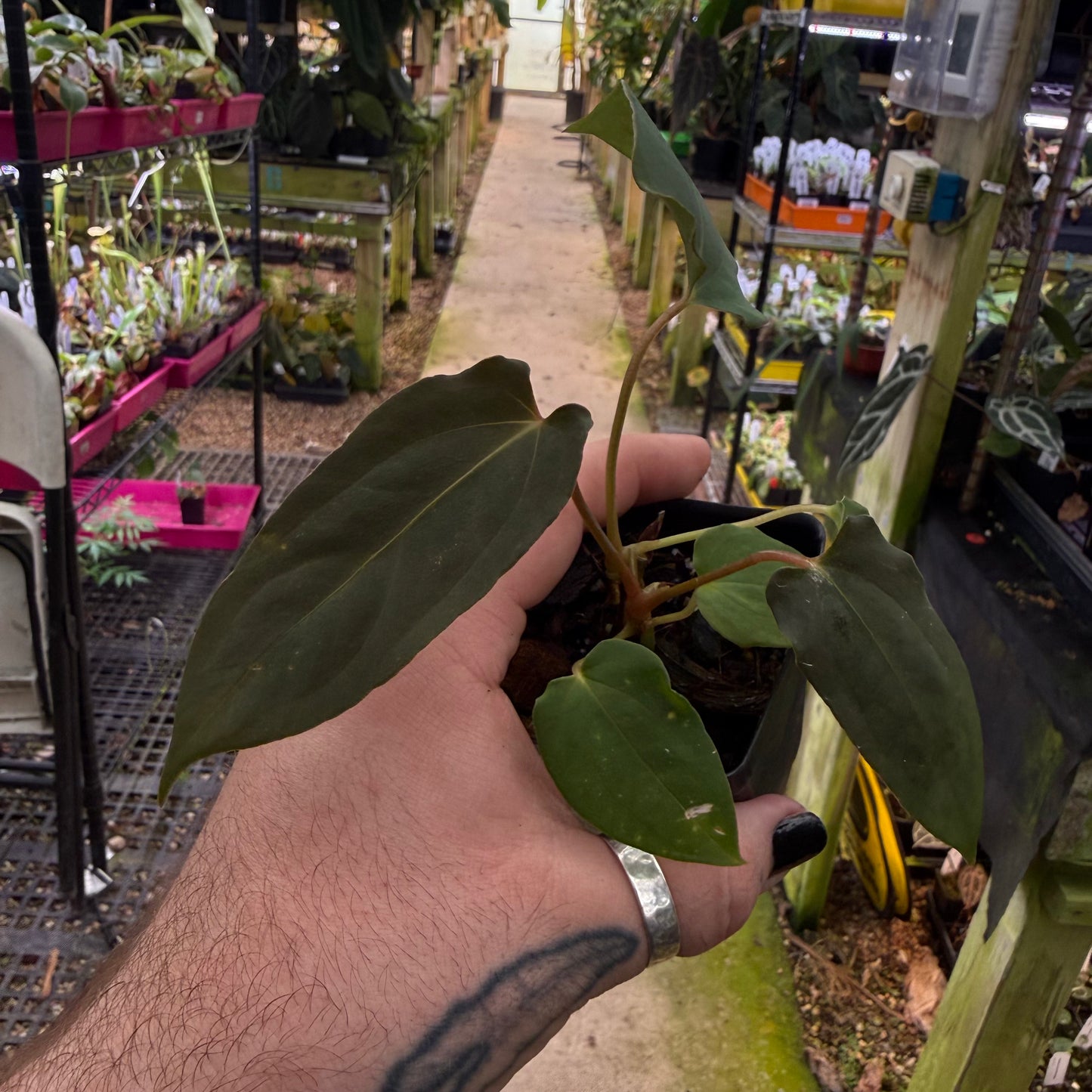 [MDR072] Anthurium papillilaminum "Fort Sherman" x "Ralph Lynam" (JV)