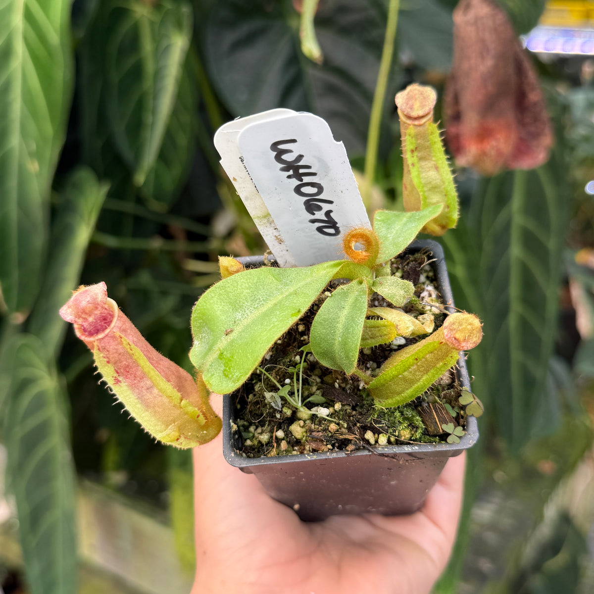 hand holding potted nepenthes 