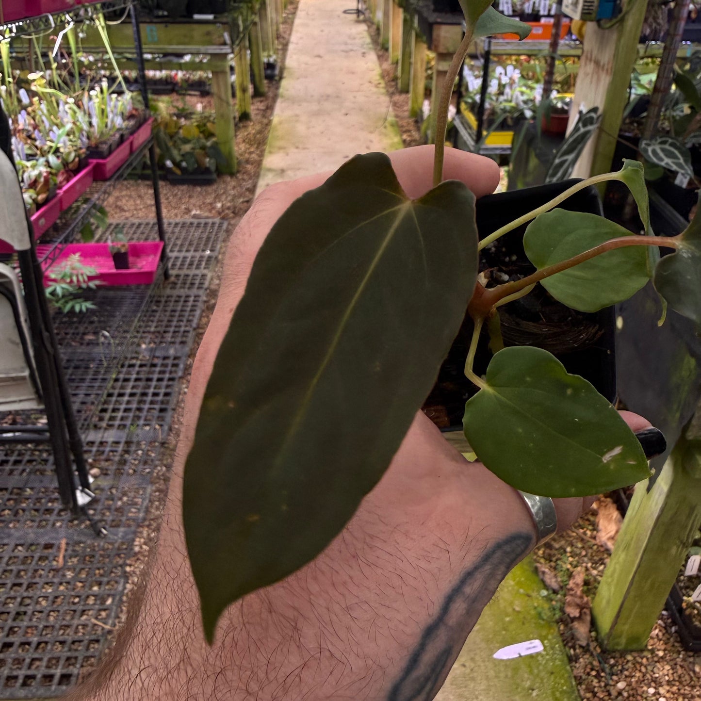 [MDR072] Anthurium papillilaminum "Fort Sherman" x "Ralph Lynam" (JV)