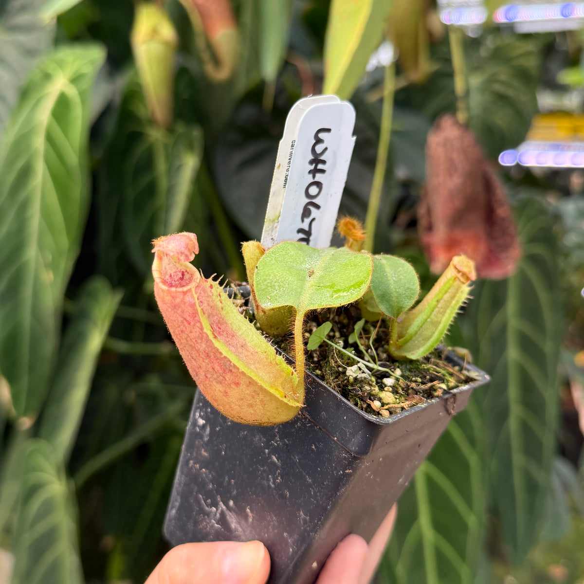 A hand holding a small potted carnivorous pitcher plant with green and pink-red leaves in a black plastic nursery pot, with a white handwritten label in a real garden or greenhouse setting.