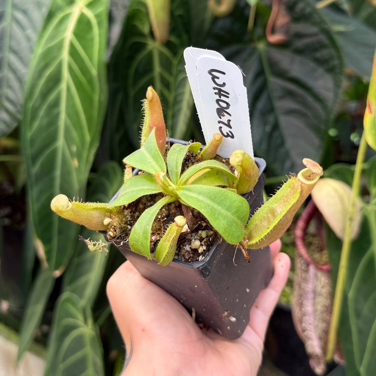 A hand holding a small potted carnivorous plant with green leaves and reddish-orange trap tips, in a black plastic pot with a handwritten white tag, set against a background of large green tropical leaves.