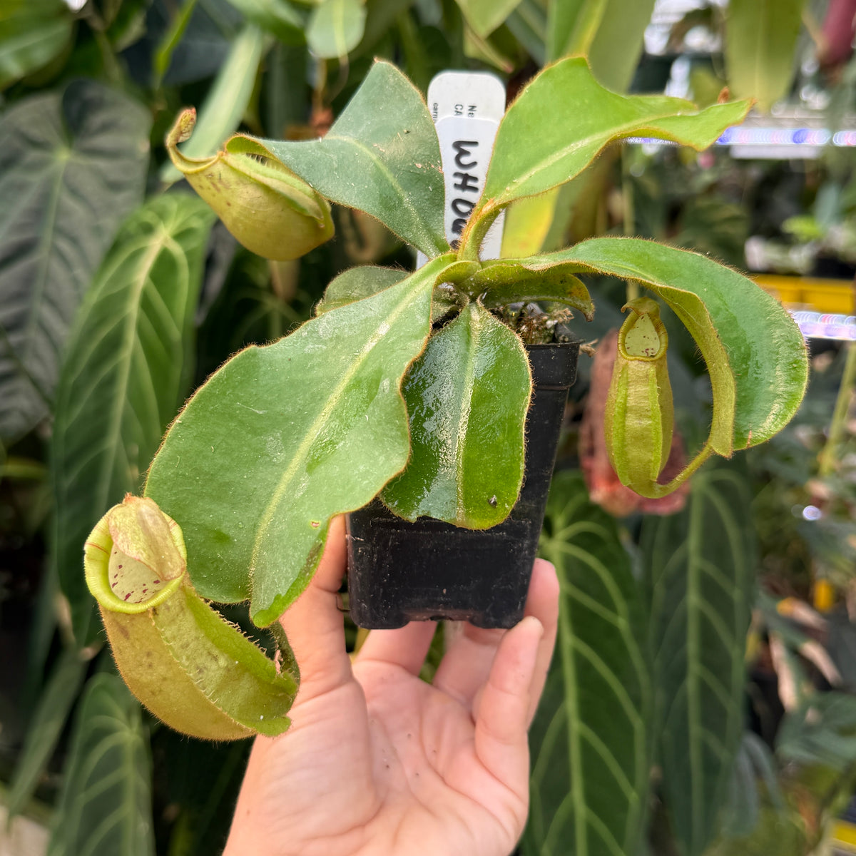 hand holding large potted nepenthes 