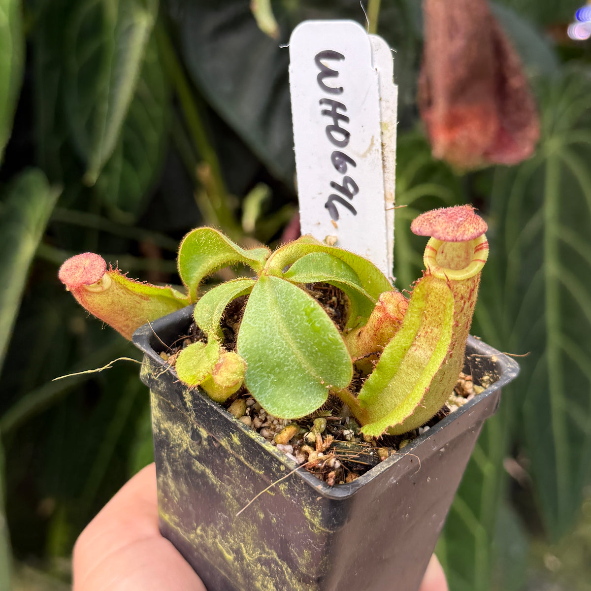 A small potted carnivorous pitcher plant held in a hand, with green tubular leaves and pinkish-red tips, in a black plastic nursery pot with a handwritten white label.