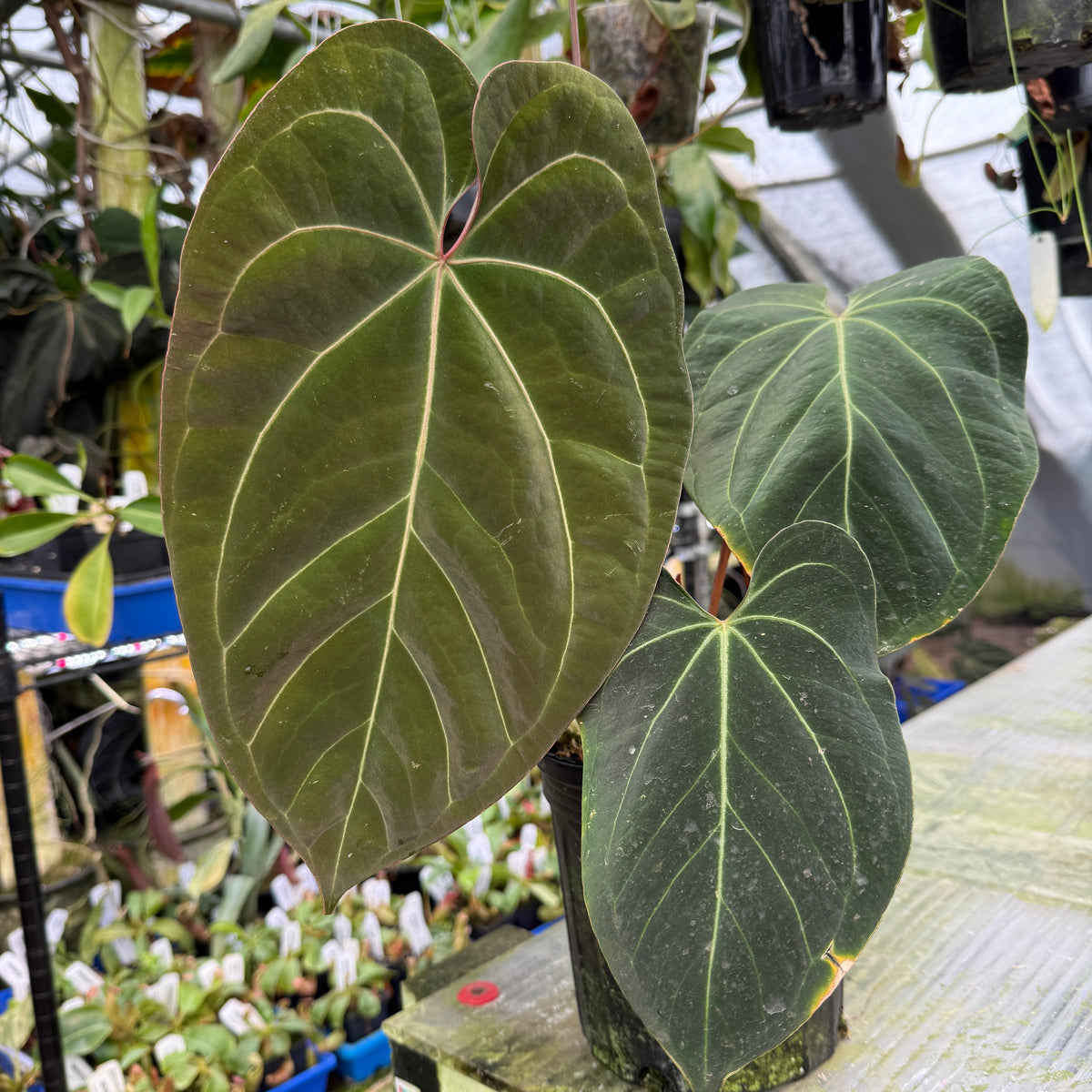 [ES5063]  Anthurium Indo Hoffmannii X x sp. nov Darién (besseae aff.), CAR-0281 L
