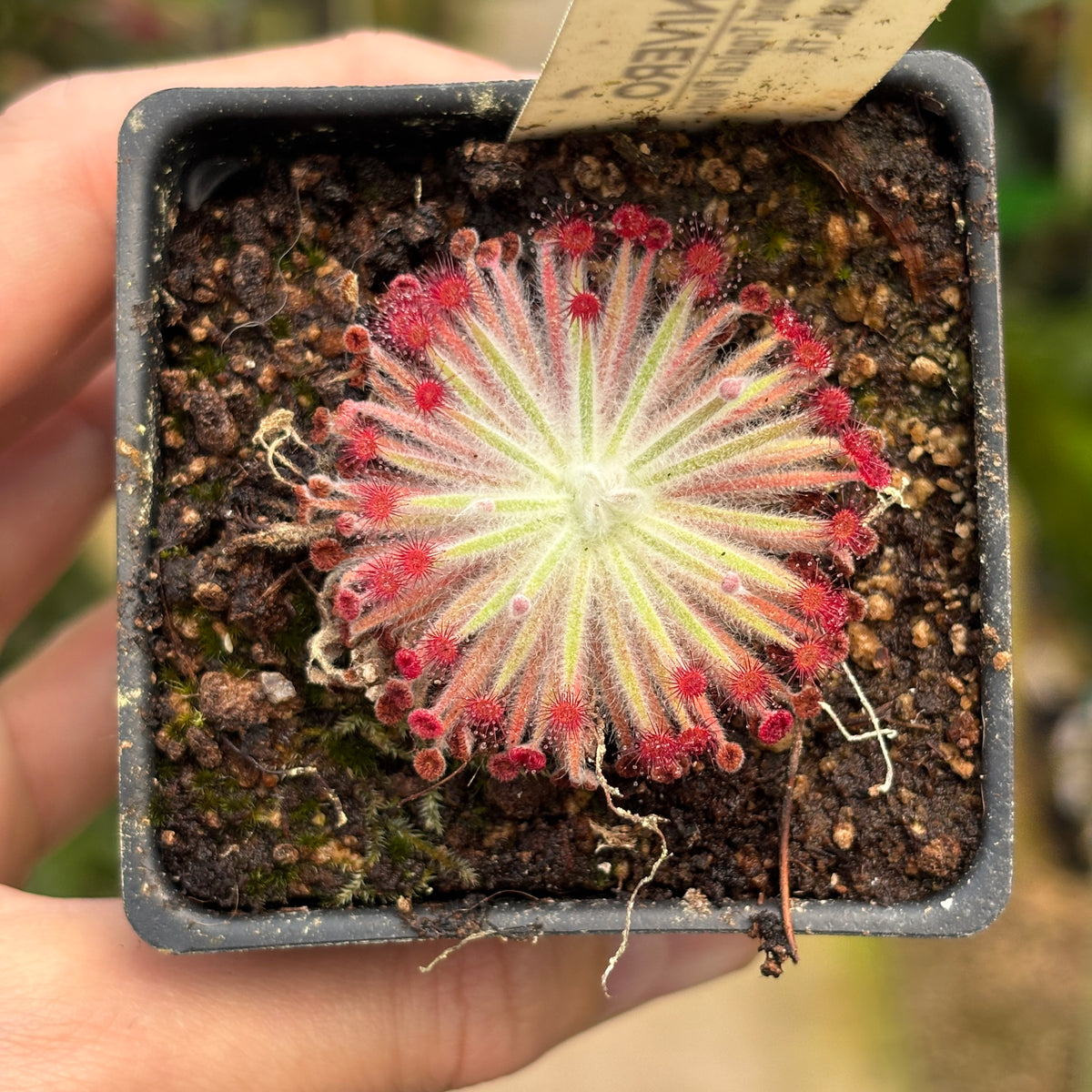 [A1277] Drosera lanata sundew