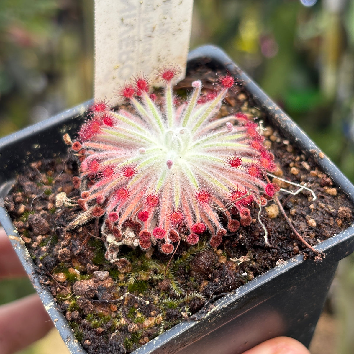 [A1277] Drosera lanata sundew