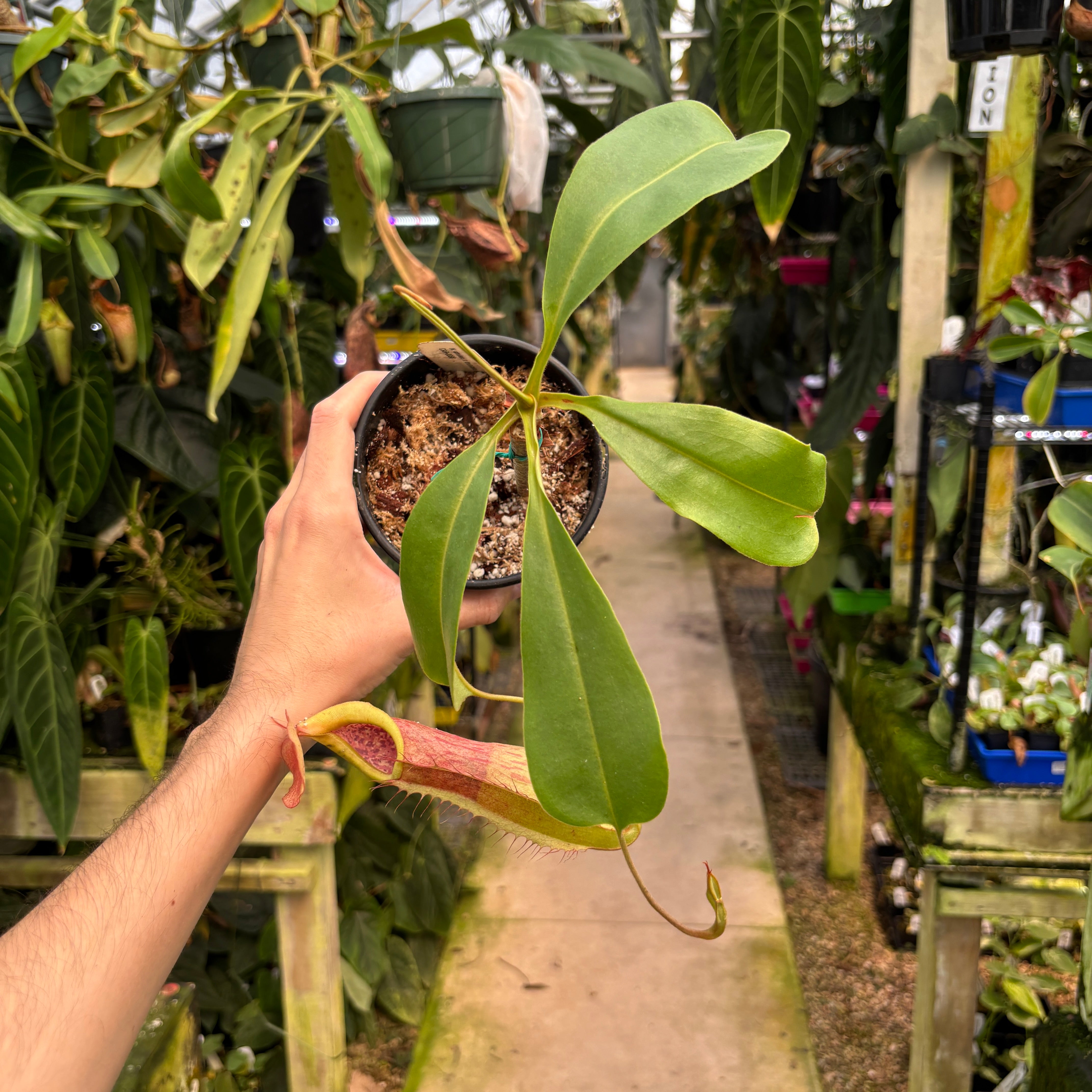 A1279] Nepenthes smilesii x truncata – Carnivero