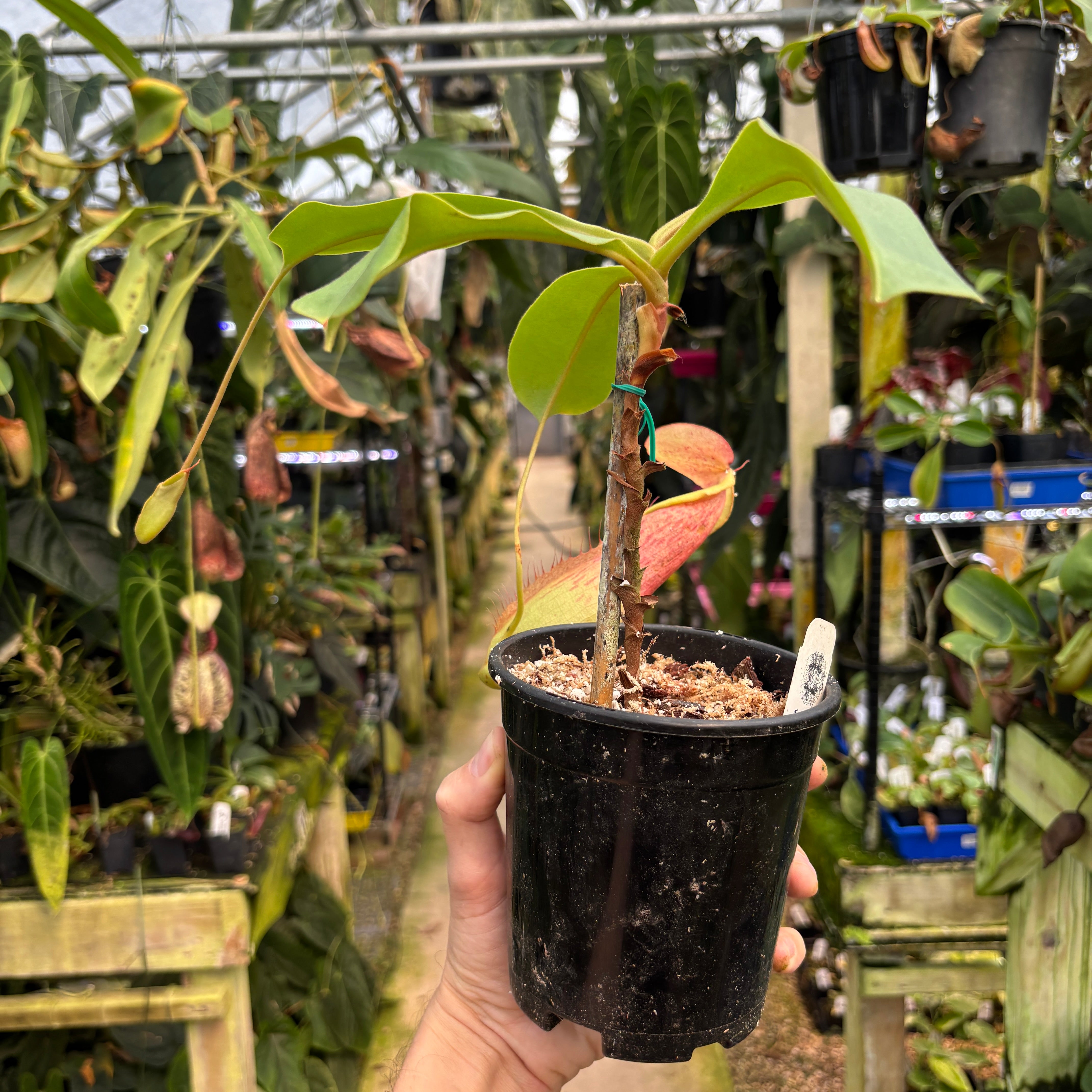 A1279] Nepenthes smilesii x truncata – Carnivero