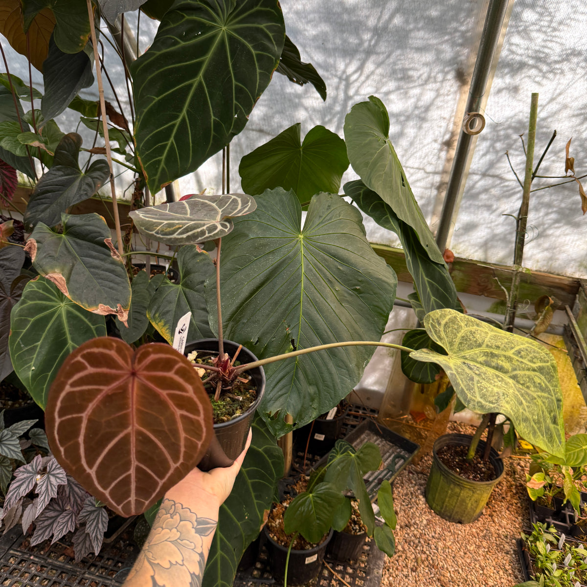 WH0700	Anthurium Doc Block lineage (L) (Q)