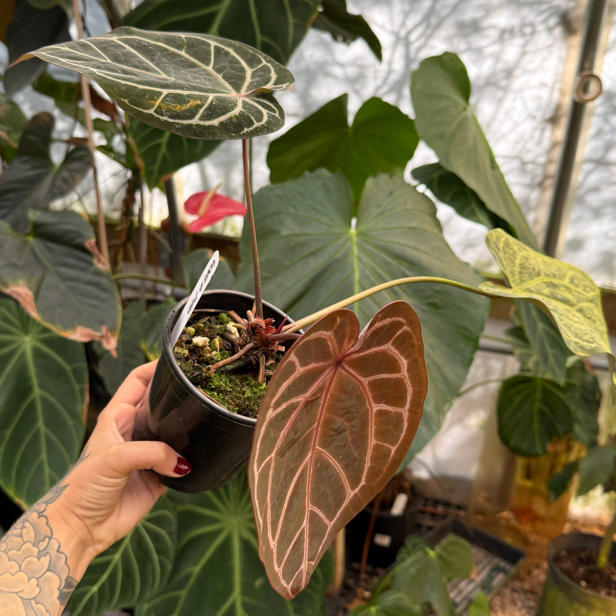 WH0700	Anthurium Doc Block lineage (L) (Q)