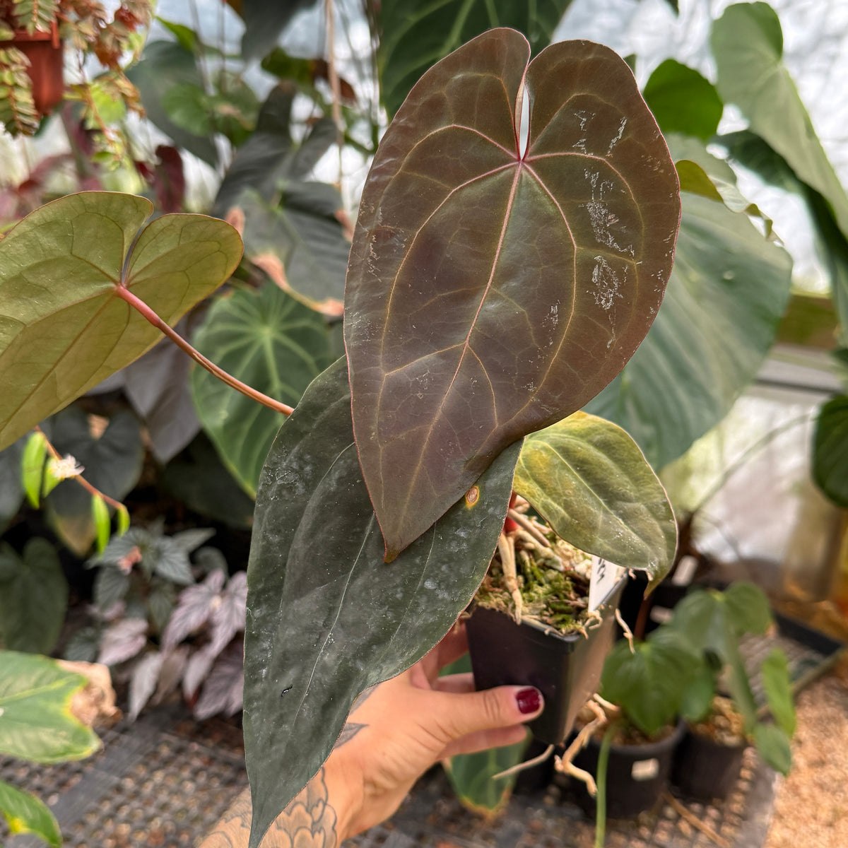 WH0844 Anthurium 'Michelle' x (antolakii x portillae), CAR-0844	(L)