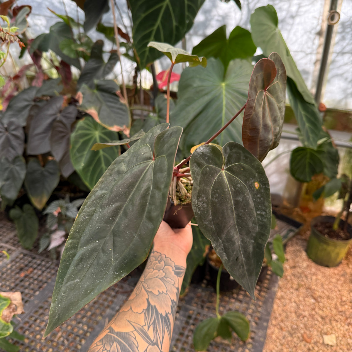 WH0844 Anthurium 'Michelle' x (antolakii x portillae), CAR-0844	(L)