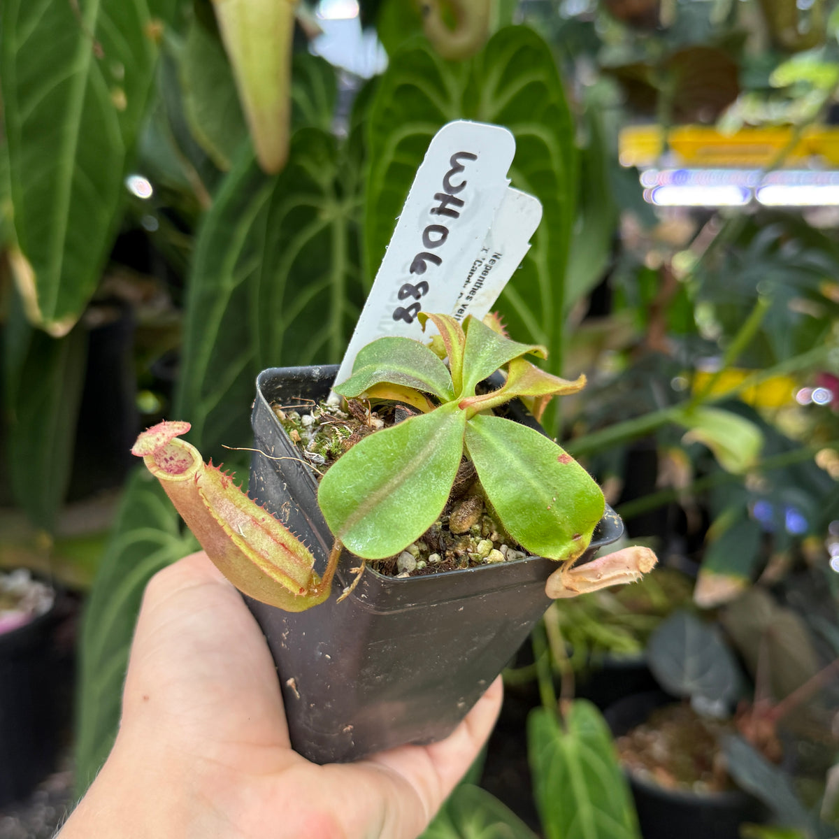 WH0688	Nepenthes veitchii ('Jim Bockowski' x 'Candy Dreams'), CAR-0824	(S)