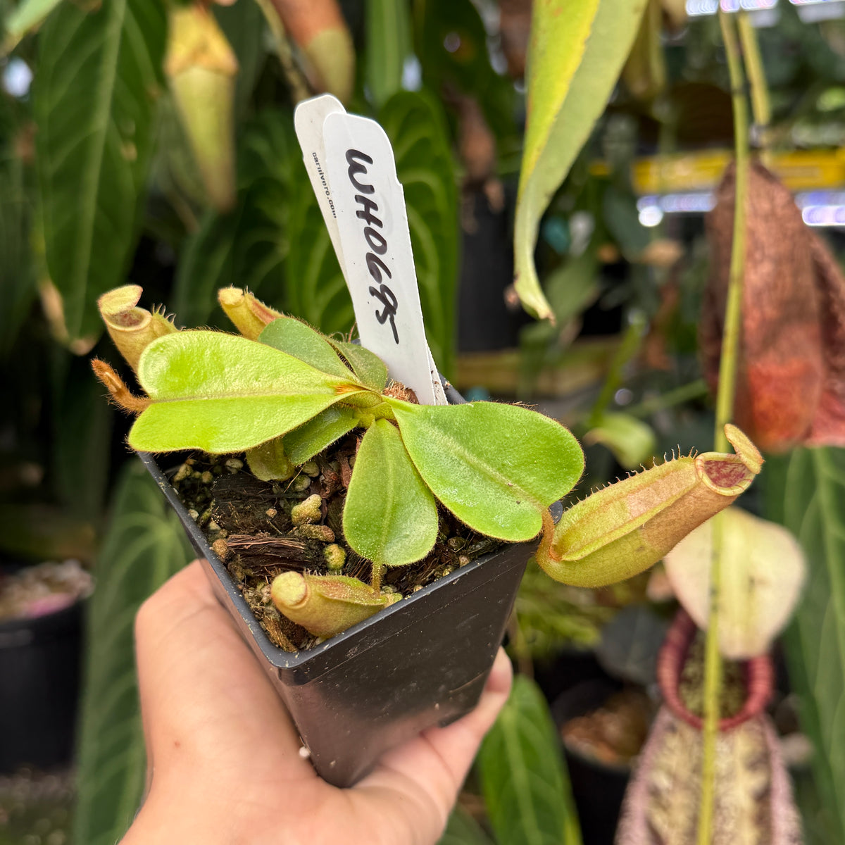 WH0695	Nepenthes veitchii ('Orange' x 'Candy Dreams'), CAR-0675	(M)
