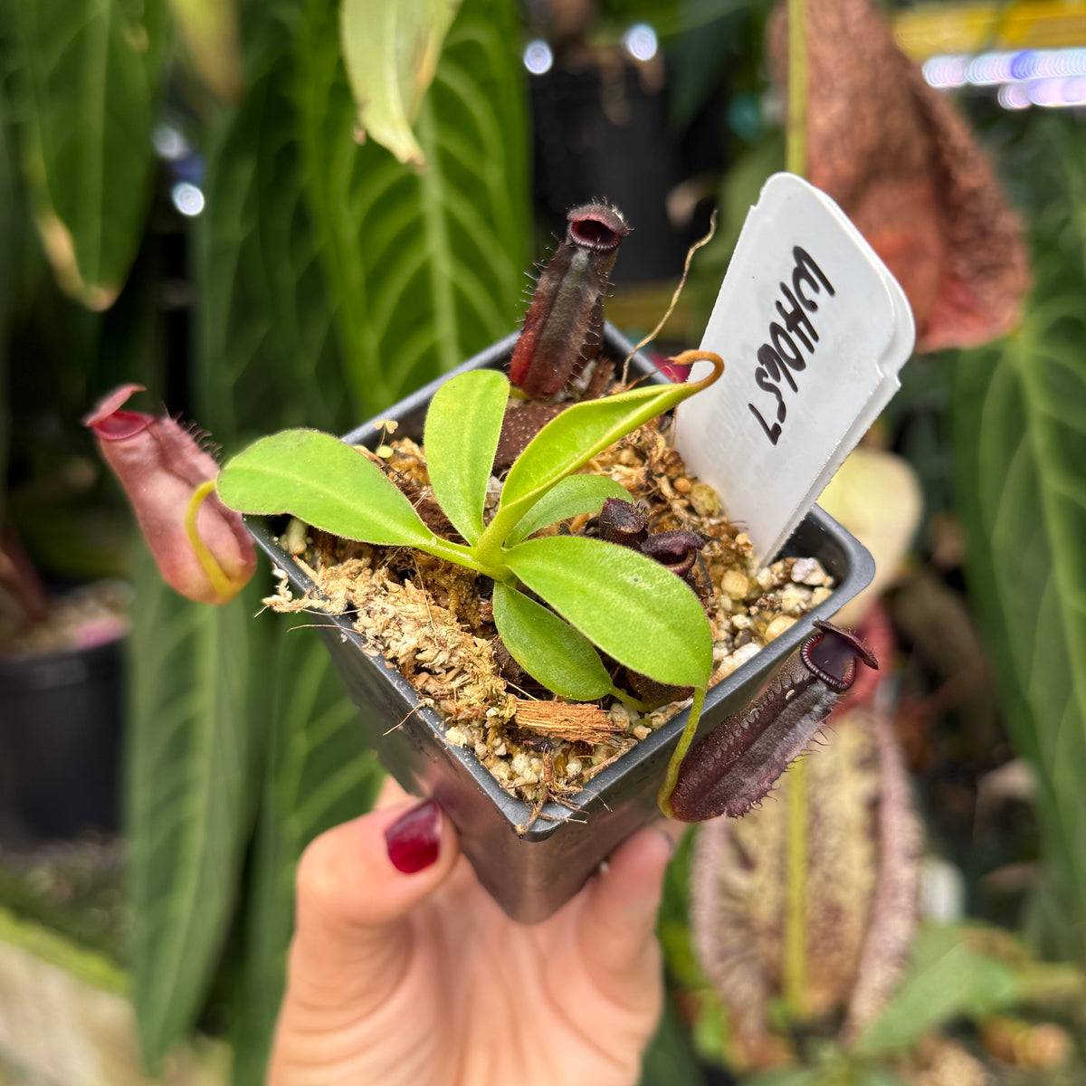 WH0657	Nepenthes naga x lowii Kinabalu, CAR-0417	(S)